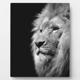 白黒ライオンポートレート – 動物写真 フォトプラーク