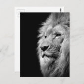 白黒ライオンポートレート – 動物写真 ポストカード (正面/裏面)