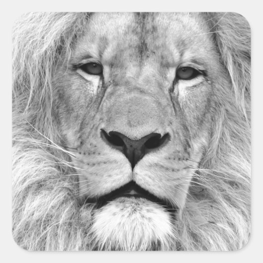 白黒ライオン スクエアシール (正面)