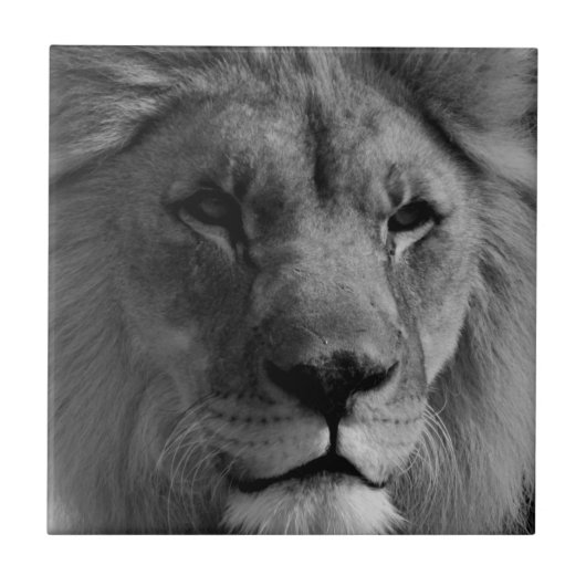白黒ライオン タイル (正面)
