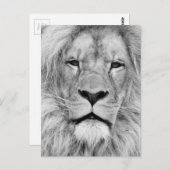 白黒ライオン ポストカード (正面/裏面)