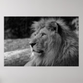 白黒ライオン – 野生動物の写真 ポスター (正面)