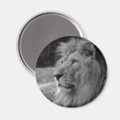 白黒ライオン – 野生動物 マグネット (正面/裏面)