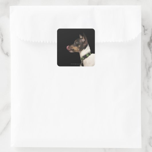 白黒ラットテリアの舌 スクエアシール (バッグ)