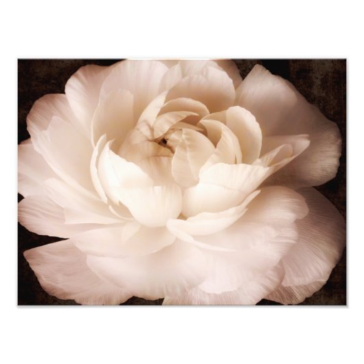 白黒ラヌンキュラス花セピアフローラ フォトプリント            (正面)