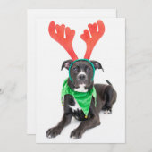 白黒ラブラドールレトリバー/ピットブル (正面/裏面)