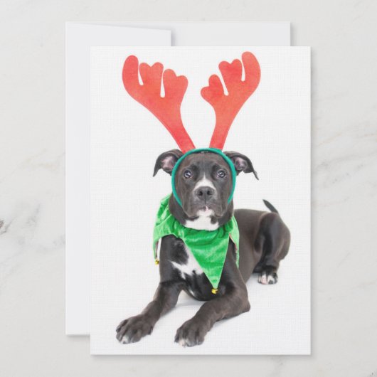 白黒ラブラドールレトリバー/ピットブル (正面)