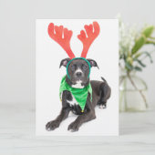 白黒ラブラドールレトリバー/ピットブル (スタンド正面)