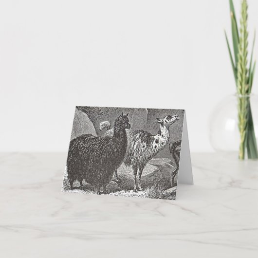 白黒ラマアルパカアンデス動物芸術 カード (正面)