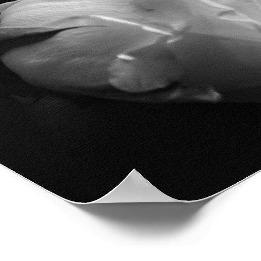 白黒ローズ ポスター (角)