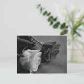 白黒ローズ ポストカード (スタンド正面)