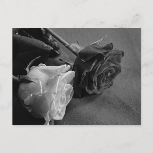 白黒ローズ ポストカード (正面)