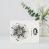 白黒ヴィンテージ占星術〔占星術の〕十二宮図、占星術 ポストカード (スタンド正面)