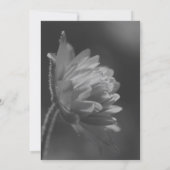 白黒太陽光の花のパーティー 招待状 (裏面)