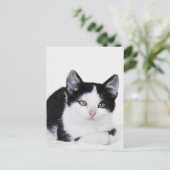 白黒思い切った子猫はがき ポストカード (スタンド正面)