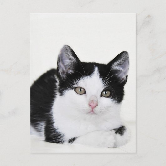 白黒思い切った子猫はがき ポストカード (正面)