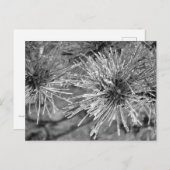 白黒松の葉 ポストカード (正面/裏面)