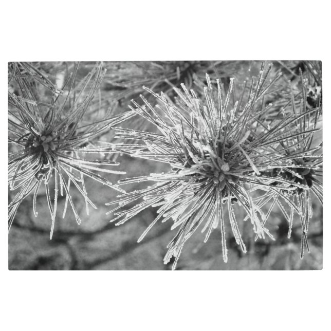 白黒松の葉 メタルプリント (正面)