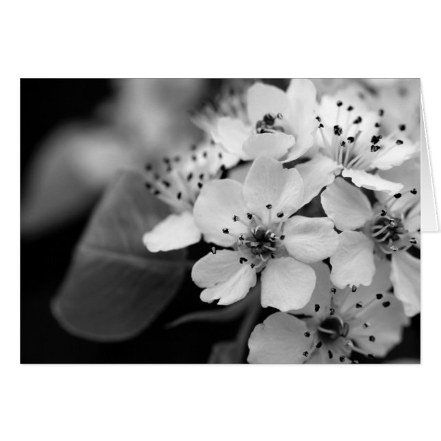 白黒桜 (正面横)