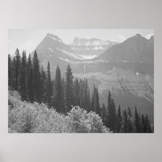 白黒樹のポスター ポスター (正面)