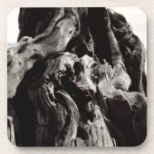 白黒樹皮 コースター (正面)