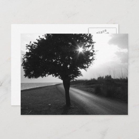 白黒海サイドツリーと道路 ポストカード (正面/裏面)