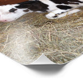 白黒牛の若牛が倒れる フォトプリント            (角)