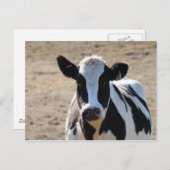 白黒牛 ポストカード (正面/裏面)