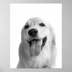 白黒犬のペットのピーカブーの写真 ポスター