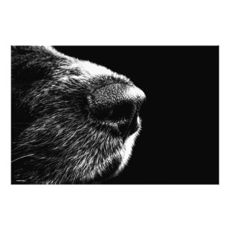 白黒犬の鼻の写真ポスターアモダンート フォトプリント