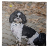 白黒犬 タイル (正面)