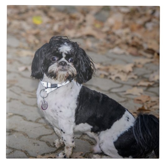 白黒犬 タイル (正面)