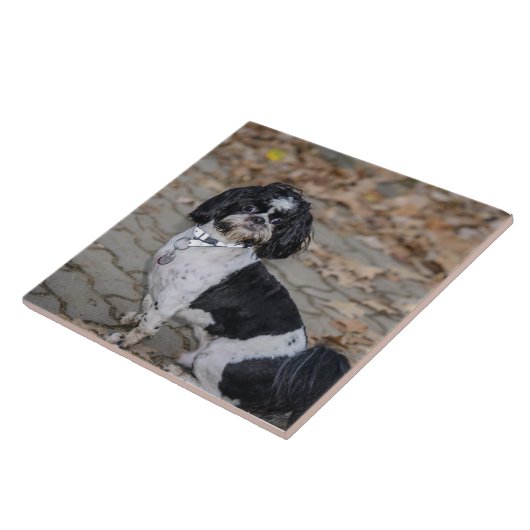 白黒犬 タイル (側面)