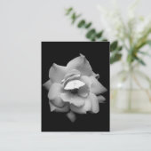 白黒独身のバラ ポストカード (スタンド正面)