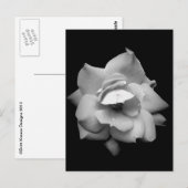 白黒独身のバラ ポストカード (正面/裏面)