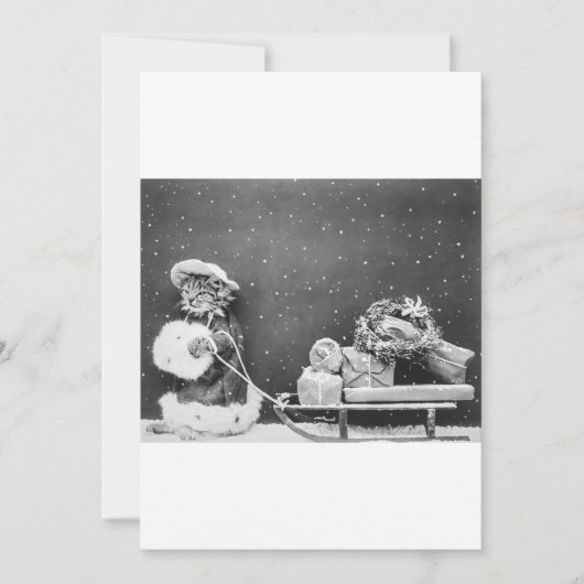 白黒猫おもしろいクリスマスカード シーズンカード (正面)
