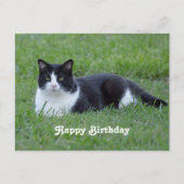 白黒猫かわいらし写真誕生日 ポストカード (正面)