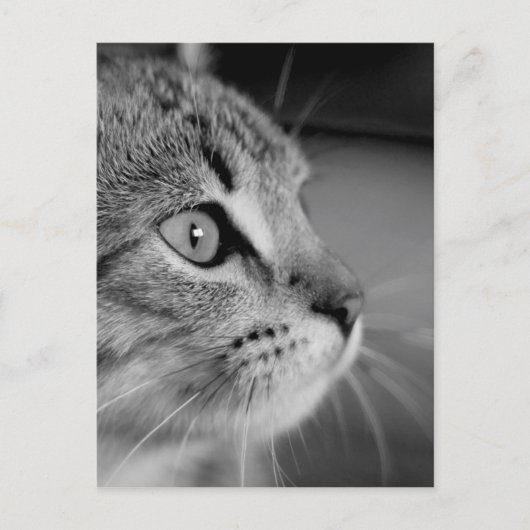 白黒猫のかわいい考え ポストカード (正面)