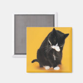 白黒猫の手洗い顔 マグネット (正面/裏面)