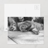 白黒猫の眠り ポストカード (正面/裏面)