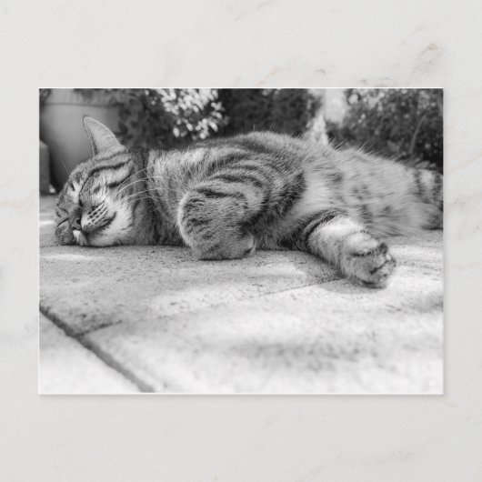 白黒猫の眠り ポストカード (正面)