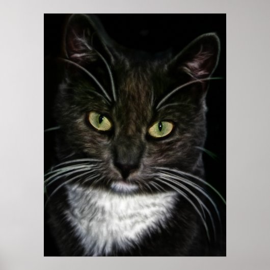 白黒猫の美しいポスター ポスター (正面)