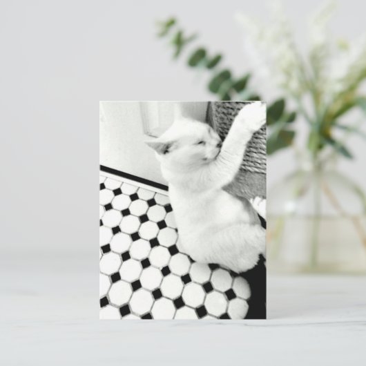 白黒猫はがき ポストカード (スタンド正面)