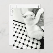 白黒猫はがき ポストカード (正面/裏面)
