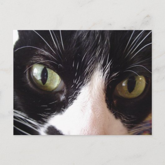 白黒猫はがき ポストカード (正面)
