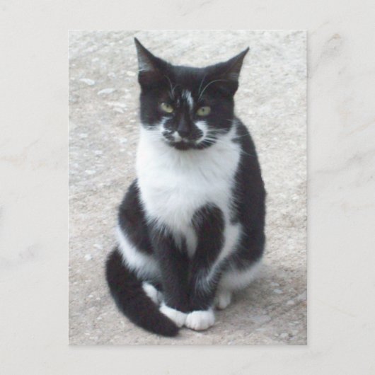 白黒猫フォトポストカード ポストカード (正面)