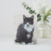 白黒猫フォトポストカード ポストカード (スタンド正面)