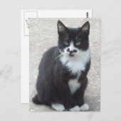 白黒猫フォトポストカード ポストカード (正面/裏面)