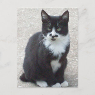 白黒猫フォトポストカード ポストカード