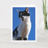 白黒猫ブルースカイ カード (正面)